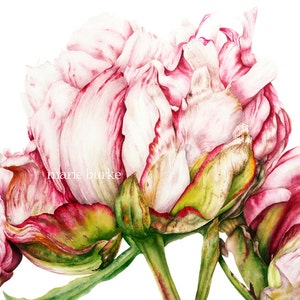 Flower Painting, Botanical Print, Home Decor, Gift for Her, Peony Watercolor Print, Botanical Art, Peony print, Flower Watercolor Painting image 1