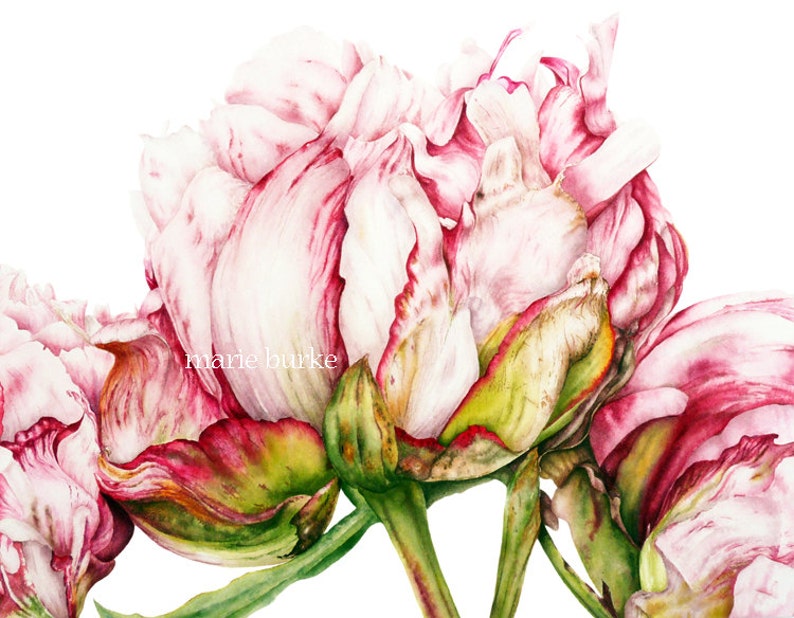 Flower Painting, Botanical Print, Home Decor, Gift for Her, Peony Watercolor Print, Botanical Art, Peony print, Flower Watercolor Painting image 1