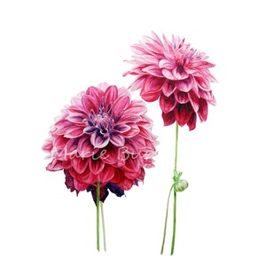 Dahlias Botanical Art, Art Print, Botanical Illustration Watercolour Art, Botanical Watercolor Wall Art, Home Decor, Dahlia Flower