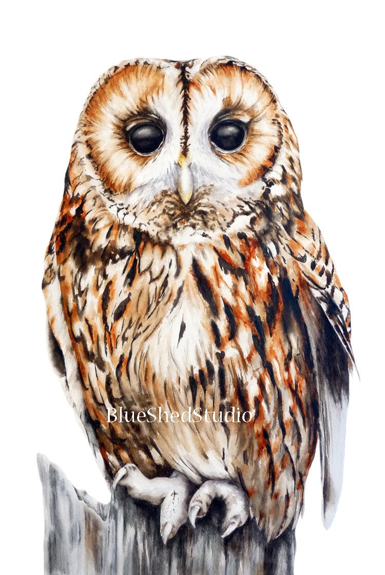 Eule Fine Art Print Owl Aquarell Druck Waldkauz Malerei Etsy