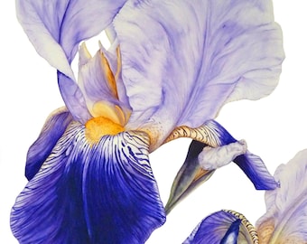 Purple Iris Botanical print, Botanical Illustration Wall Art, Gifts For Her, Botanical Art Wall Art, Marie Burke Art, Watercolor Flower