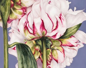 Peony Watercolor Art Print: Large Botanical Wall Decor