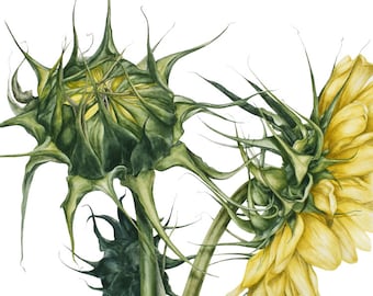 Sunflowers - large botanical print, 11 x 16 or 13 x 19 in, sunflowers, green, leaves, botanical watercolor, botanical illustration