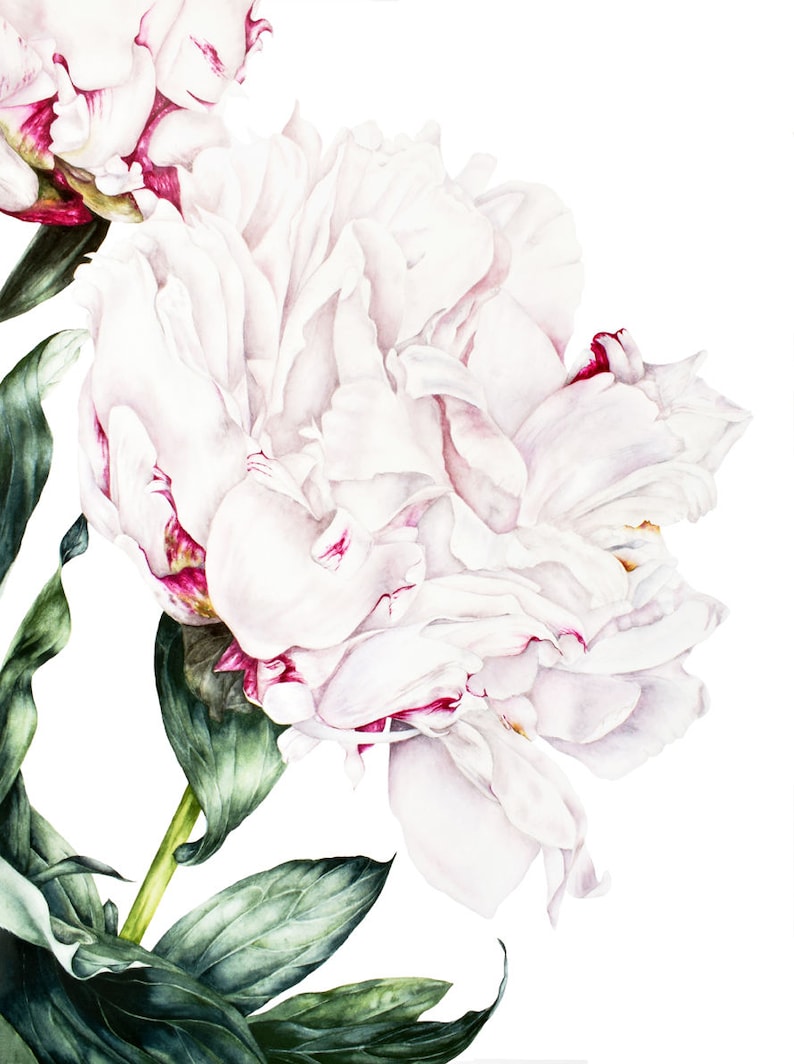 Botanical Art Print Large Botanical Print Watercolour Print Etsy