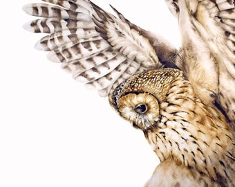 Tawny Owl in Flight Art Print: Watercolor Painting Home Decor