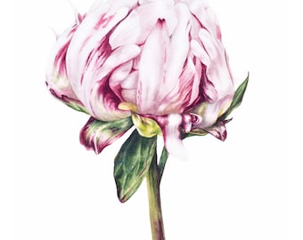 Peony Watercolor Art Print: Large Archival Botanical Illustration