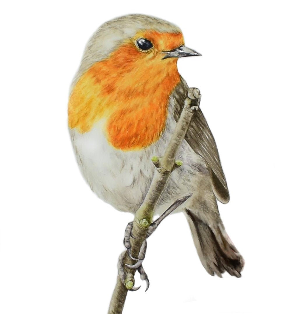 Original Watercolor Painting, Robin Red Breast, Bird Art, Watercolour Painting, Nature, Fine Art, Wildlife Painting, Gift for Birdlovers