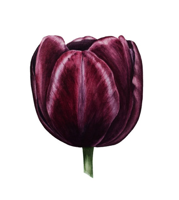 Botanical Watercolor Art Print Black Tulip Watercolour Wall | Etsy