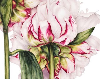 Peony Art Print: Large Watercolor Botanical Illustration