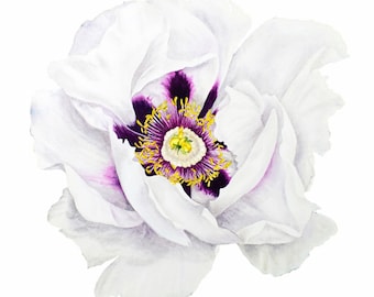 Large White Poppy Art Print: Modern Botanical Watercolor