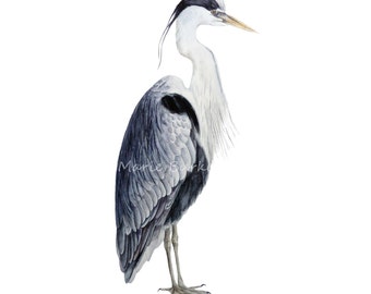 Grey Heron - Large fine art print, bird painting, bird watercolour, heron, heron painting