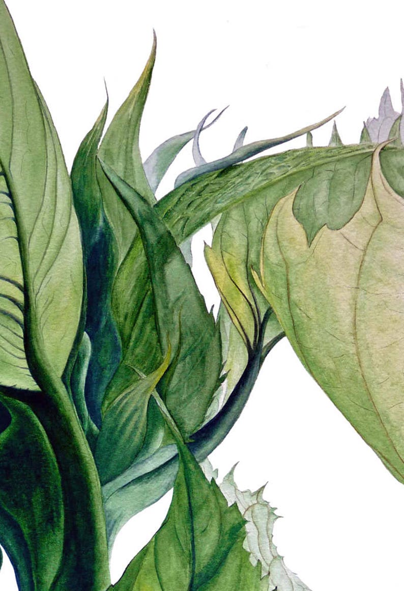 Sunflower Leaves Botanical Print Sunflowers Flower Painting Etsy