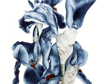 Iris Flower Art Print: Botanical Watercolor Painting, Home Decor