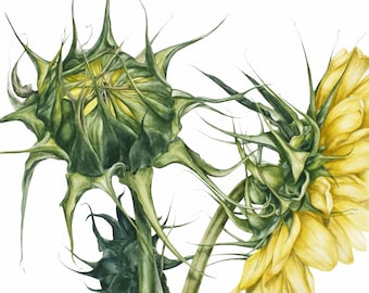 Sunflower Botanical Print: Watercolor Flower Art for Home Decor