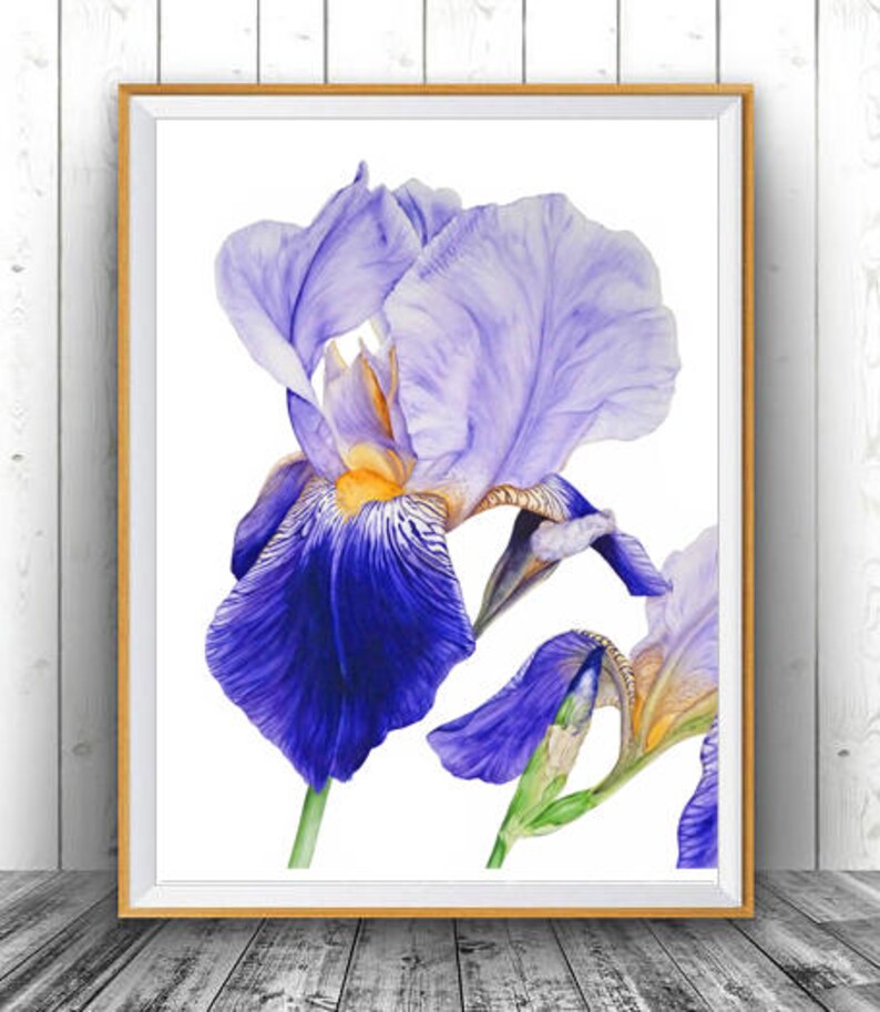 Purple Iris Botanical Print Botanical Illustration Wall Art - Etsy