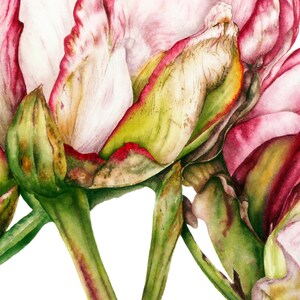 May include: Close-up of three pink and white peonies with green stems and leaves. The petals are soft and delicate, with a hint of red at the edges.