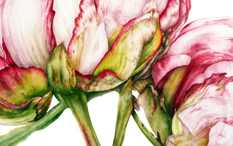 May include: Close-up of three pink and white peonies with green stems and leaves. The petals are soft and delicate, with a hint of red at the edges.