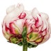 see more listings in the Flower Prints section