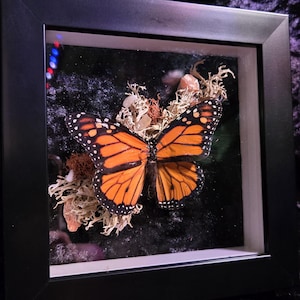 Może przedstawiać: Okaz motyla monarchy umieszczony w kwadratowej czarnej ramie typu shadow box. Motyl ma pomarańczowe skrzydła z czarnymi żyłkami i czarnymi obwódkami w białe kropki, umieszczony na jasnym porostu i małych kamykach na czarnym tle.