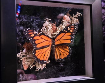 Oprawiony motyl monarcha w pudełku z cieniami | Wystrój natury i entomologii