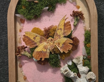 Real Imperial Moth Wall Art | Nature Inspired Wall Decor | Oddities Art | Preserved Insect Display