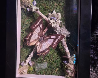 Nawab Butterfly Shadowbox
