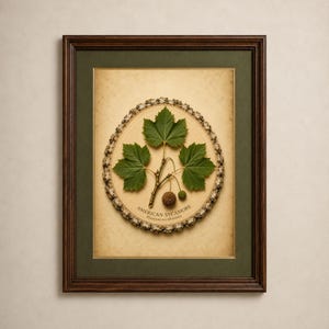Estampe botanique du platane d'Amérique | Platanus occidentalis | Illustration pour l'identification des arbres | Collection Arboretum | Décoration murale forestière