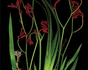 Roots of Flower Poster - Curated Garden Blooms Art - Gift of Nature for Home & Office