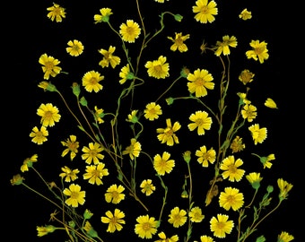 Yellow Garden Flower Art Print – Botanical Home Decor