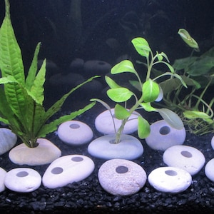 Natural Limestone Aquarium Plant Anchor: Lake Michigan Rock for Neutral to Basic pH Tanks - Lead-Free Plant Weight Alternative
