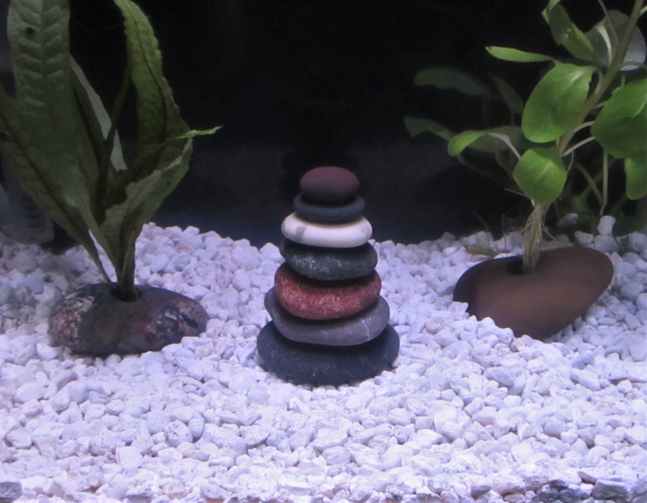 Build Aquarium Safely - What Rocks Can be Put in Aquarium