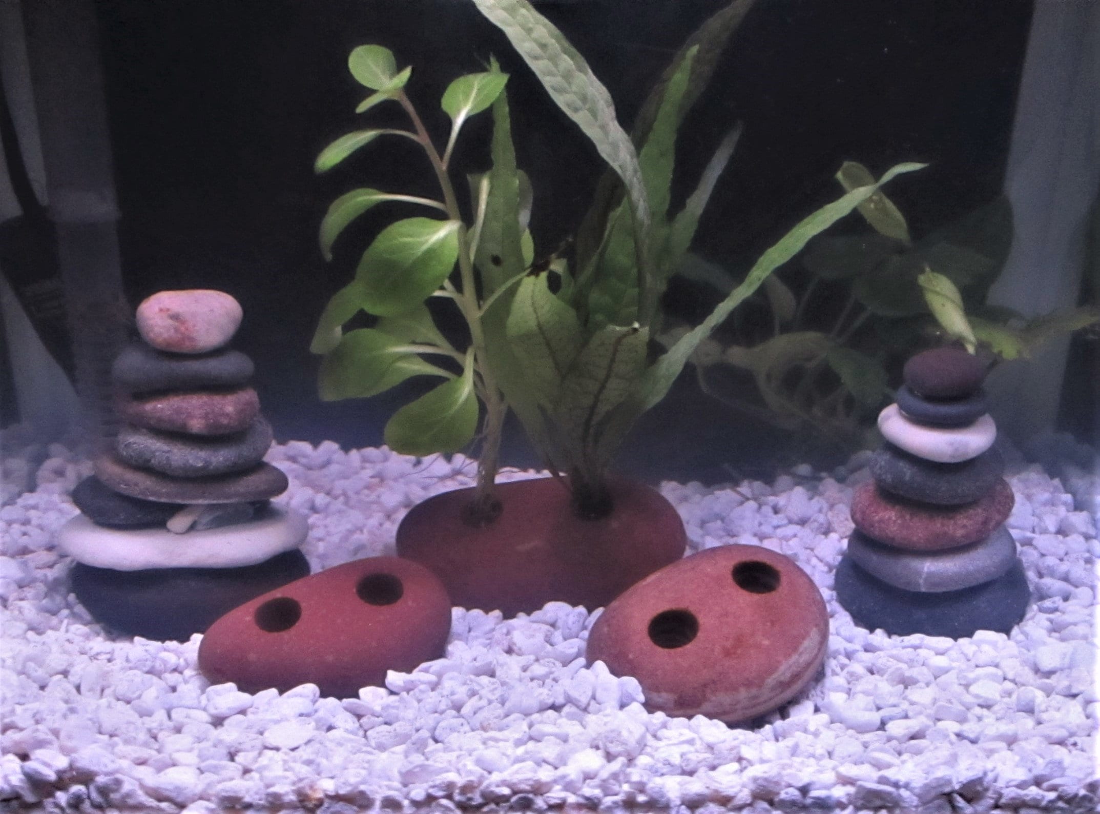 Live Plant Anchor for Aquarium with Natural Stone from Great Lakes Natural Rock Aquarium Decor and Accessories Multiple Holes for Plants