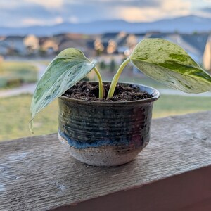 May include: A small potted plant with variegated green and white leaves. The ceramic pot is dark blue with a lighter blue band and a speckled base. The plant sits on a wooden surface with a blurred background of a neighborhood and sky.