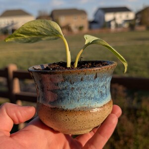 May include: A small ceramic planter with a plant. The planter has a two-tone design, with a tan base and a blue-green upper section. The plant has two green leaves with yellow variegation. The planter is held in a hand.
