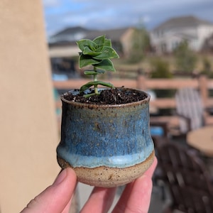 May include: A small succulent plant in a handmade ceramic pot. The pot is a deep blue with a lighter blue and tan rim. The plant has green leaves and is potted in dark soil. The pot is held in a person's hand.