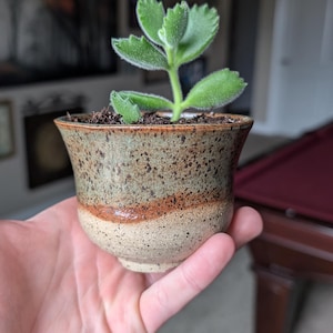 May include: A small succulent plant in a handmade ceramic pot. The pot is a speckled beige with a brown band and green upper section. The plant has fuzzy green leaves and is held in a hand.