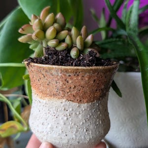 May include: A small, handcrafted ceramic pot with a succulent plant. The pot has a speckled, off-white base and a brown, textured top. The succulent has green and pinkish-tan leaves. The pot is held in a hand.