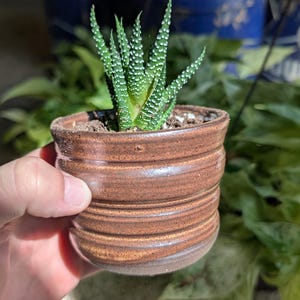 May include: A small green succulent with white speckled patterns on its pointed leaves, planted in a round, brown, hand-thrown ceramic pot with horizontal ridges and a glossy finish, containing dark potting soil visible at the top surface.