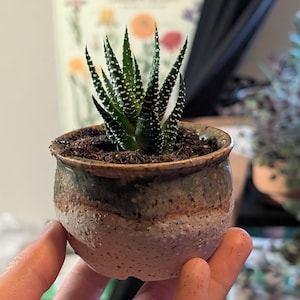 May include: A small succulent plant in a handmade ceramic pot. The plant has dark green, pointed leaves with white spots. The pot is a mix of beige, brown, and green tones, with a textured surface. A charming addition to any home.