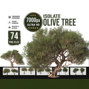 Könnte beinhalten: Eine digitale Sammlung von 74 isolierten Olivenbaum-Bildern mit detailliertem grünem Laub und strukturierten braunen Stämmen. Die Grafik enthält den Text ISOLATE OLIVE TREE, 7000px ULTRA HD und 74 PNG FILES auf weißem Hintergrund.