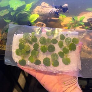 Amazon Frogbit For aquariums and aquarium plants