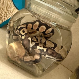 May include: A ball python snake with a black and tan pattern is coiled inside a clear glass jar with a lid. The jar contains small, light-colored rocks. The jar is tilted slightly.