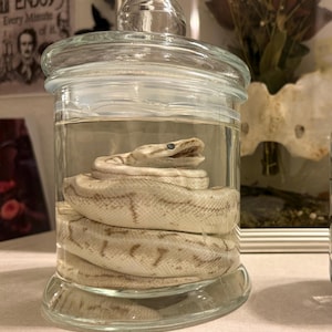 May include: A preserved snake in a clear glass jar. The snake is coiled, with a light brown and white pattern. The jar is filled with a clear liquid, and the lid is glass. The snake's head is visible, with its mouth slightly open.