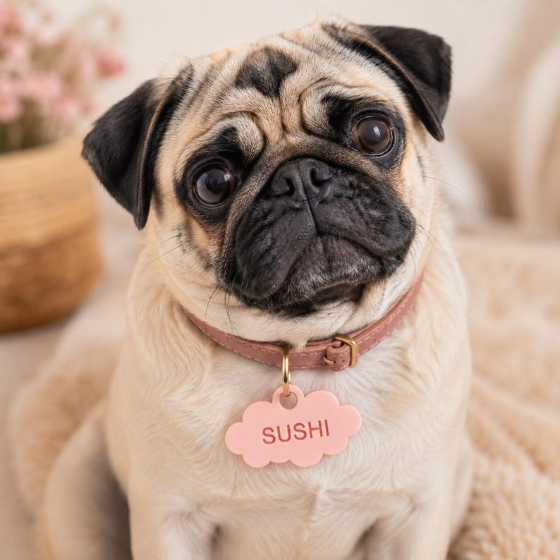 May include: A fawn-coloured pug with a black muzzle and ears wearing a dusty pink leather collar. Attached to the collar is a light pink, cloud-shaped pet identification tag with the name SUSHI engraved in a dark pink sans-serif font.