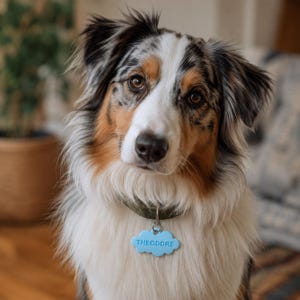 May include: An Australian Shepherd dog with a tri-colour coat of black, white, and tan fur. The dog wears a dark green collar with a light blue, cloud-shaped pet identification tag that has the name THEODORE embossed in capital letters.