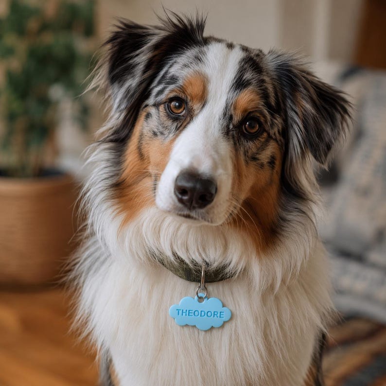 May include: An Australian Shepherd dog with a tri-colour coat of black, white, and tan fur. The dog wears a dark green collar with a light blue, cloud-shaped pet identification tag that has the name THEODORE embossed in capital letters.
