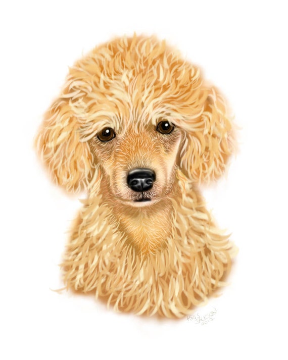 apricot poodle puppy