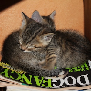 2 gatinhos sonhando com cachorros