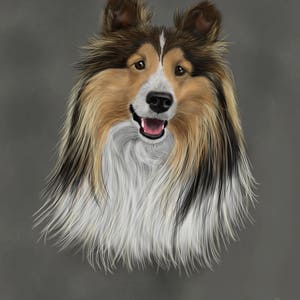 Shetland Schäferhund