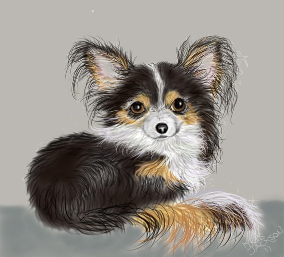Long Haired Chihuahua Etsy